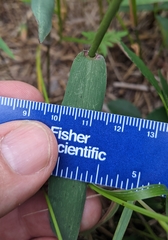 Dichanthelium mattamuskeetense