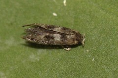 Infurcitinea teriolella