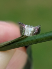 Dichanthelium mattamuskeetense
