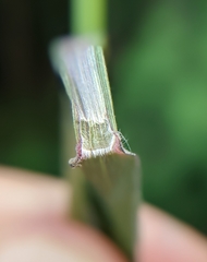 Dichanthelium mattamuskeetense