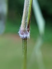 Dichanthelium mattamuskeetense