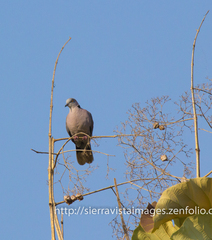 Streptopelia decipiens