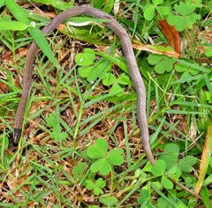 Aparallactus capensis