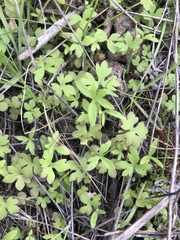 Ranunculus hebecarpus