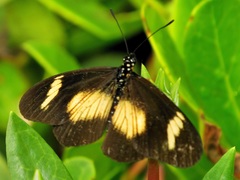 Acraea esebria