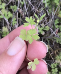 Ranunculus hebecarpus