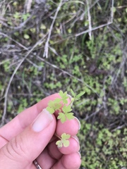 Ranunculus hebecarpus