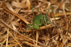 Cyrtophyllicus chlorum