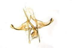 Infurcitinea teriolella