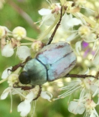 Hoplia argentea