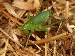 Cyrtophyllicus chlorum