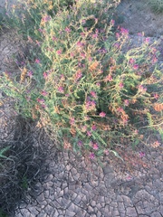 Astragalus fastidius