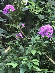 Phlox glaberrima