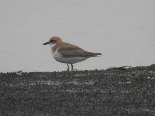 Anarhynchus leschenaultii