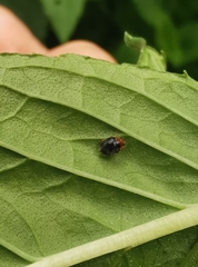 Scymnus rubromaculatus