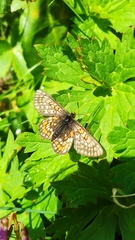 Euphydryas iduna