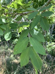 Fraxinus excelsior