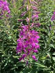 Chamaenerion angustifolium