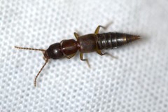 Achenomorphus corticinus