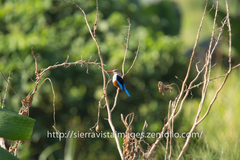 Halcyon leucocephala