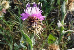 Centaurea seridis