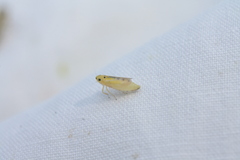Macrosteles septemnotatus