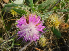 Centaurea seridis
