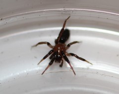 Drassyllus