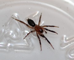 Drassyllus