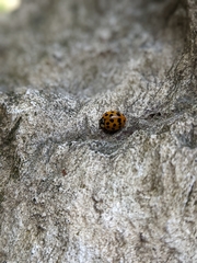 Harmonia axyridis