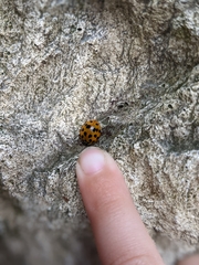 Harmonia axyridis