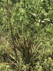 Yucca necopina
