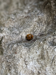 Harmonia axyridis