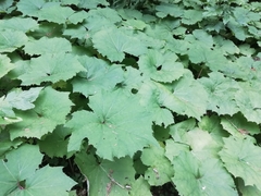 Petasites albus