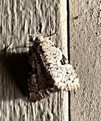 Leuconycta