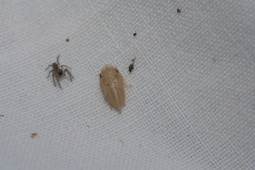 Stroggylocephalus agrestis
