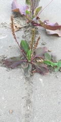 Plantago major