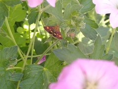 Pyrausta aurata