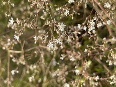 Gypsophila altissima
