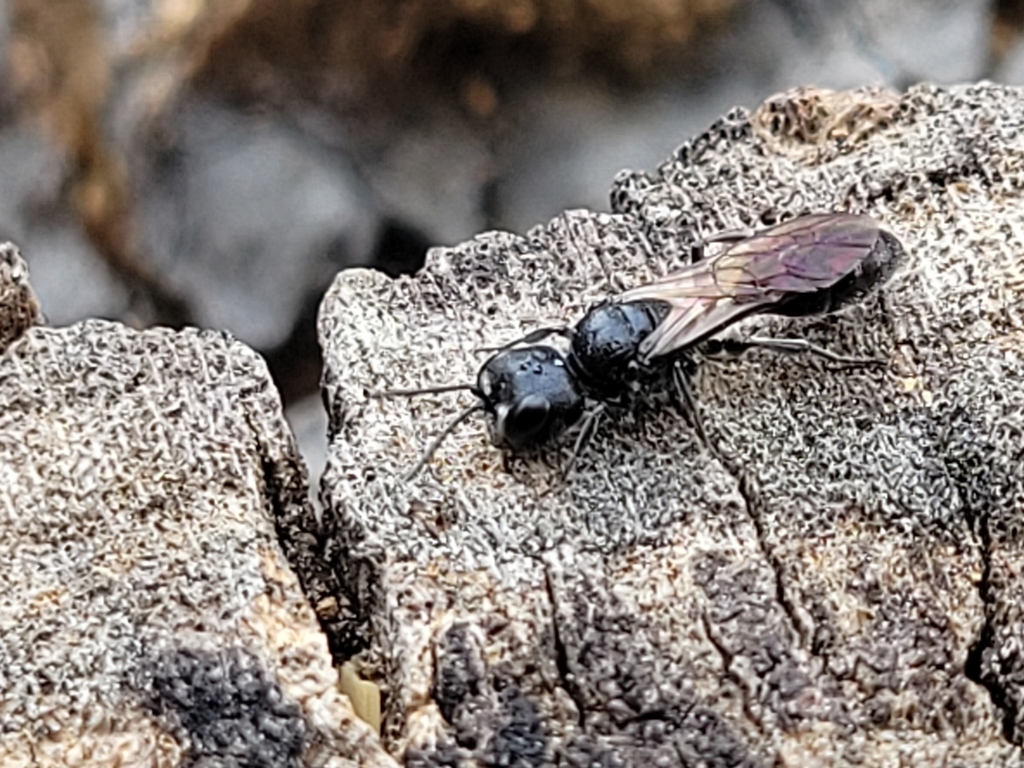 Crossocerus capitosus