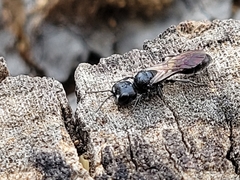 Crossocerus capitosus