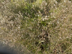 Gypsophila altissima