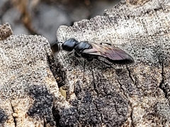 Crossocerus capitosus