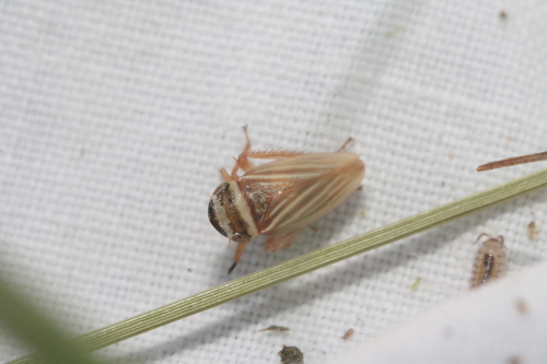 Aphrodes diminuta
