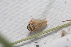 Aphrodes diminuta