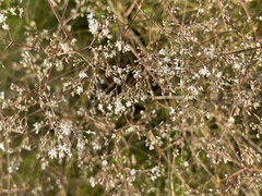 Gypsophila altissima