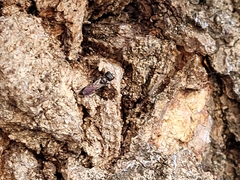 Crossocerus capitosus