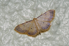 Idaea politaria