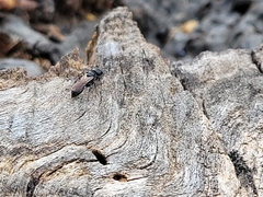 Crossocerus capitosus