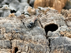 Crossocerus capitosus